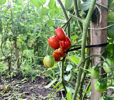 mixera tomato Seed(120 per packet)