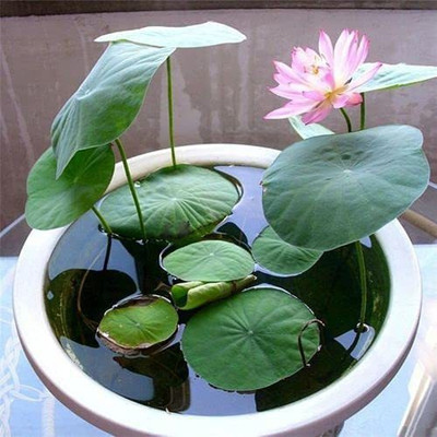 KANAYA Water Lily Lotus Flower Seed(37 per packet)