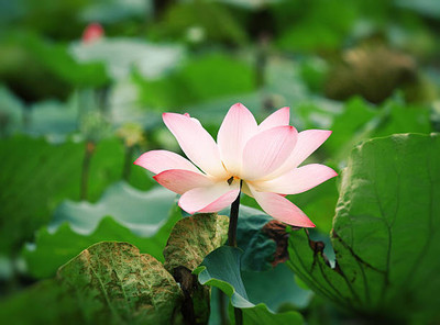 SINAL lotus,kamal gatta Seed(10 per packet)