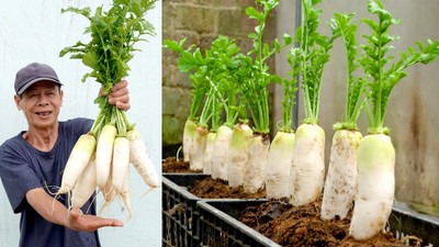 DEYS AGRO ™ f1 hybrid white radish seeds,vegetable Seed(31 per packet)