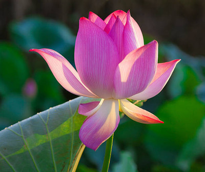 TULIP lotus,kamal gatta Seed(14 per packet)