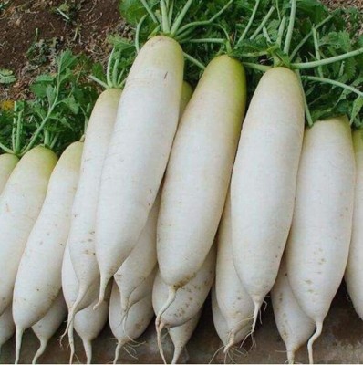 KNESSiN LXI-98 White Radish Seed(200 per packet)