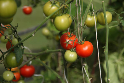 GMR tomato Seed(135 per packet)