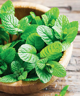 FOURGANIC Peppermint Seed(1000 per packet)