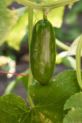 AFARTIOBINA 67 PCS CUCUMBER SEEDS Seed(67 per packet)