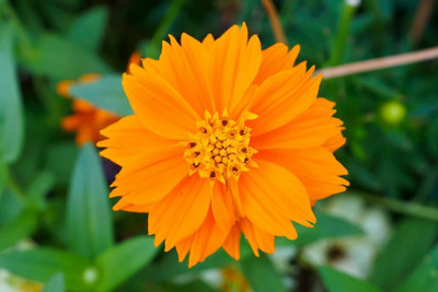 BISWAS Hybrid cosmos flower seed, Cosmos high germination Seed(80 per packet)