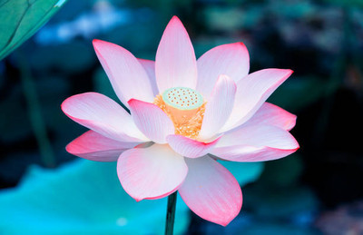 Farmer Faith lotus,kamal gatta Seed(15 per packet)