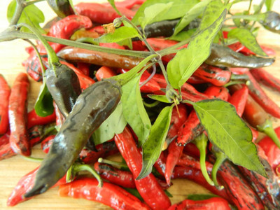 Biosnyg F1 Hybrid Naga Jolokia Chilli Vegetable Seeds For Planting-(2000 Seeds) Seed(2000 per packet)
