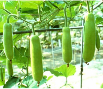 KNESSiN Summer BOTTLE GOURD SEEDS/LOKI/HYBRID-[100gm] Seed(400 per packet)