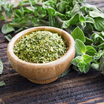 CYBEXIS LXI-90 - Greek Oregano Culinary Herb - (1350 Seeds) Seed(1350 per packet)