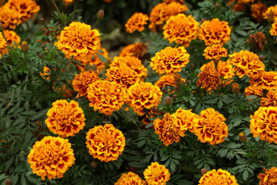 Go Raw marigold,gende ka phool seeds Seed(21 per packet)