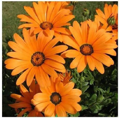 CYBEXIS Dimorphotheca sinuata 'Orange Glory' / Namaqualand Daisy/Seeds Seed(50 per packet)