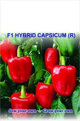 VibeX KGF -3 - Capsicum/bellpepper Red Wonder - (1350 Seeds) Seed(1350 per packet)