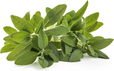 Qualtivate ICRA-2A Sage Salvia officinalis Seed(100 per packet)