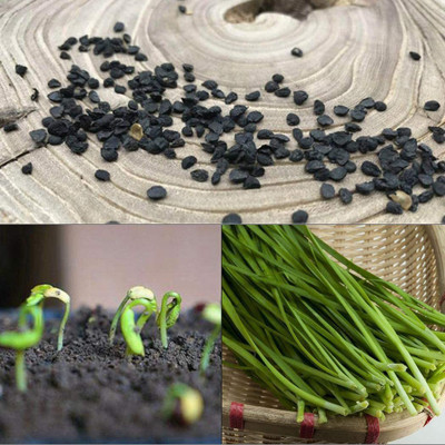 VibeX ® VXI-212 Chinese Garlic Chives Seeds Seed(500 per packet)