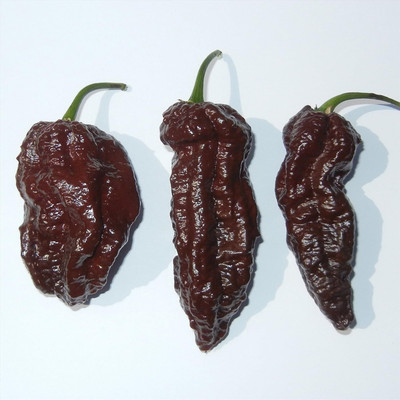 Qualtivate GBPT-8A Chilli Bhut Jolokia (Chocolate) Seed(300 per packet)