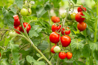 Bahan Traders tomato Seed(135 per packet)