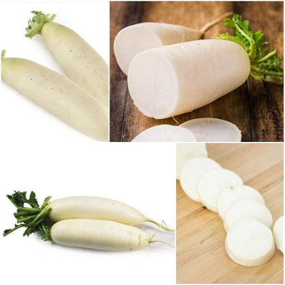 KNESSiN XI-7 Hardy White Radish Seed(200 per packet)