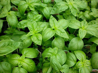 CYBEXIS NBIR-8 - Genovese Sweet Basil - (13500 Seeds) Seed(13500 per packet)