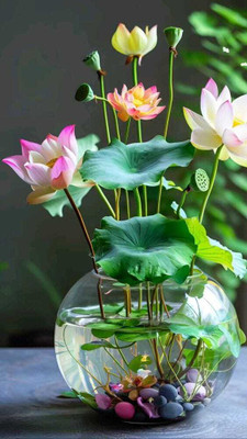 SEMINA VITA ™ lotus seeds,lotus seeds for home Seed(37 per packet)
