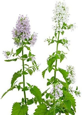 VibeX PAU-79 - Catnip Cat Mint Catwort Catswort - (4500 Seeds) Seed(4500 per packet)