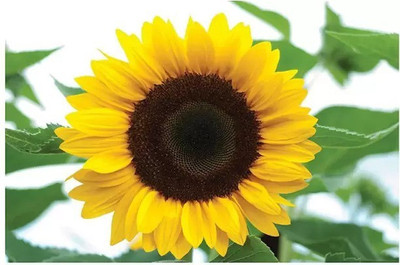 Aro Sunflower Seed(150 per packet)