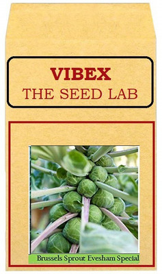 CYBEXIS Brussels Sprouts Hybrid Seeds2000 Seeds Seed(2000 per packet)
