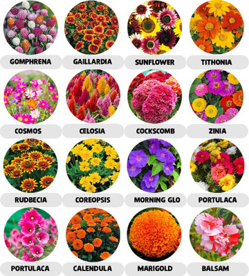 abiswas Combo Pack of 16 Variety 2200+ Flower Seeds With Instruction Manual Seed(15 g)