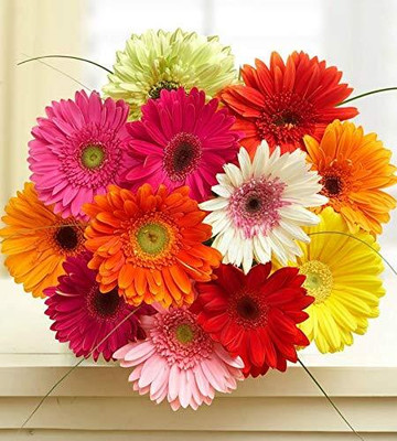 Lorvox Daisy Seed(30 per packet)