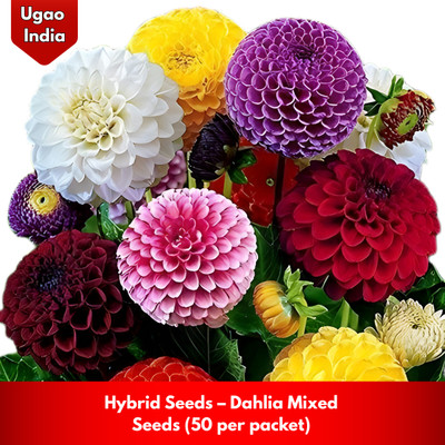 ugao Dahlia Hybrid Mix Seed(50 per packet)