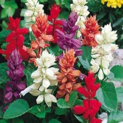 KANAYA Salvia Mixed Seed(80 per packet)