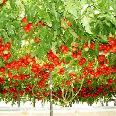 ActrovaX Tree Tomato [2000 Seeds] Seed(2000 per packet)