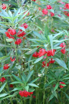Cloud Farm balsam frower Seed(20 per packet)