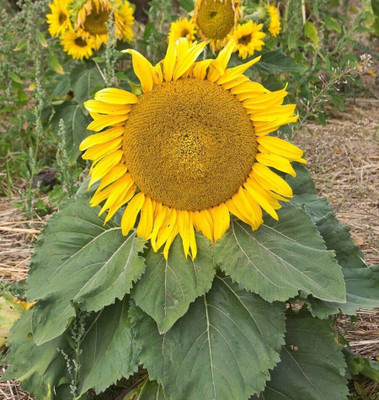 the green dotcom Sunflower Sunspot Seed(20 per packet)