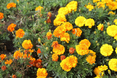 sbseeds marigold/gende ka phool flower seeds Seed(75 per packet)