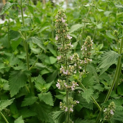 VibeX XLL-1 - Catnip Nepeta Cataria - (4500 Seeds) Seed(4500 per packet)