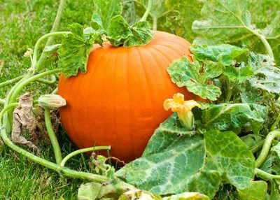 VNR Fresh VNR Pumpkin Hybrid Vegetable Seed(100 per packet)
