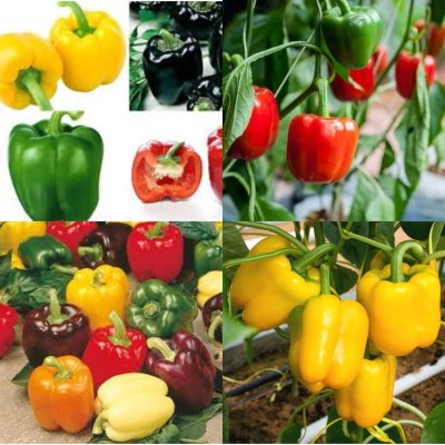 ibains Hybrid capsicum yellow seeds shimla mirchi pack of 32 Seed(95 per packet)