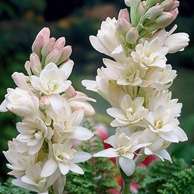 BDSresolve rajanigandha plant/Tuberose flower seeds 15 Seed(15 per packet)