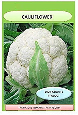 WILLVINE XLR-202 CAULIFLOWER F1 HYBRID SEEDS Seed(200 per packet)