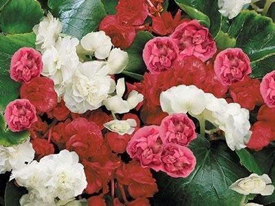 CYBEXIS GUA-49 - Begonia - Fibrous Queen Mix - (90 Seeds) Seed(90 per packet)