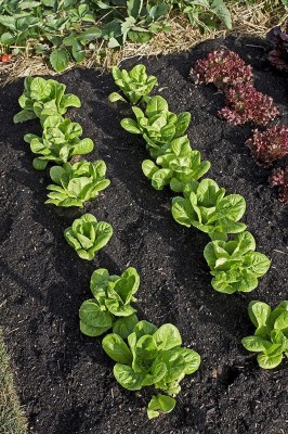 CYBEXIS LX-47 - Little Gem Romaine Lettuce - (1350 Seeds) Seed(1350 per packet)