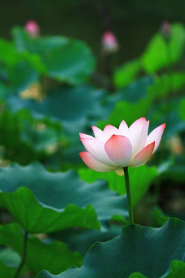 dvk lotus,kamal seeds Seed(11 per packet)