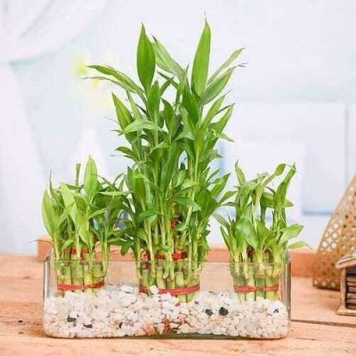 seedargo Bamboo, Lucky bamboo, Lucky Bamboo seed Seed(30 per packet)