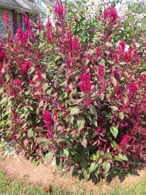 Qualtivate ATS-6 Cockscomb China Town Red Celosia Seeds Seed(50 per packet)