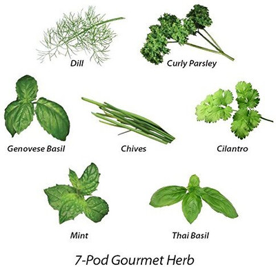 WILLVINE Basil,Mint,Chives,Cilantro,Parsley,Dill,Italian Basil-[200 Seeds] Seed(200 per packet)