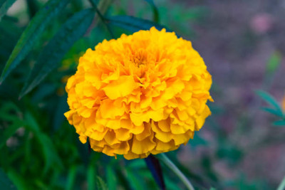 everlite marigold/gende ka phool flower seeds Seed(75 per packet)