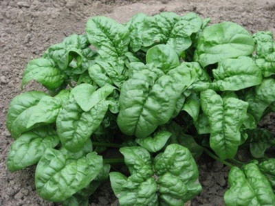 VibeX TLX-41 - Winter Spinach Giant - (2250 Seeds) Seed(2250 per packet)