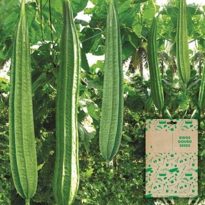 VibeX Sow and Grow RIDGE GOURD HYBRID R.G.2[50 Gms, 250 Seeds] Seed(250 per packet)