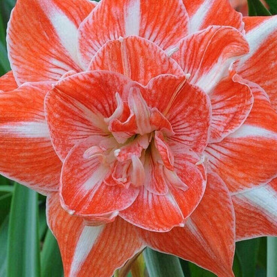 Cloud Farm Lily Plant Seed(2 per packet)